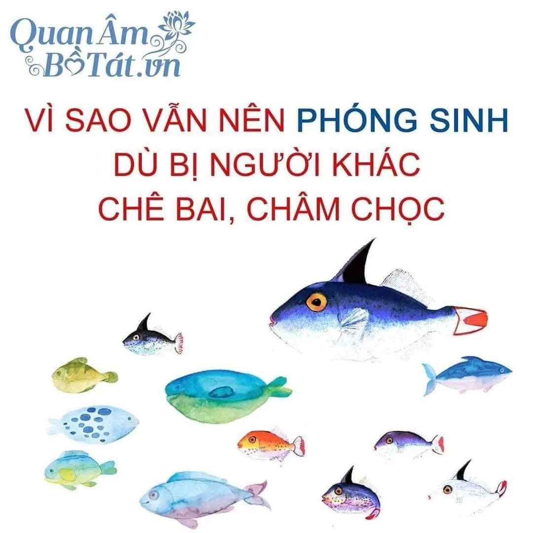 Vì sao vẫn nên PHÓNG SINH dù bị người khác chê bai, châm chọc